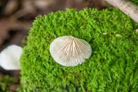 Attēlu rezultāti vaicājumam “Crepidotus applanatus”