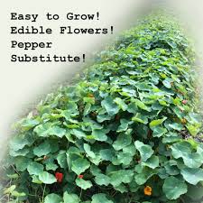 Attēlu rezultāti vaicājumam “Tropaeolum majus”