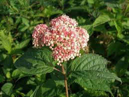 Attēlu rezultāti vaicājumam “Hydrangea arborescens subsp. discolor flower”
