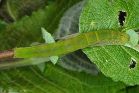 Attēlu rezultāti vaicājumam “Scoliopteryx libatrix”