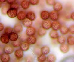 Attēlu rezultāti vaicājumam “Diachea muscorum macro”