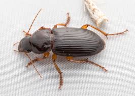 Attēlu rezultāti vaicājumam “Harpalus sp.”