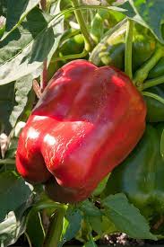 Afbeeldingsresultaat voor giant 3 sweet pepper