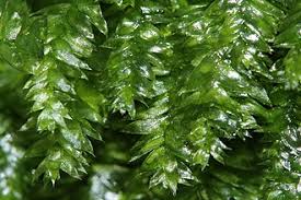 Attēlu rezultāti vaicājumam “Plagiothecium nemorale”