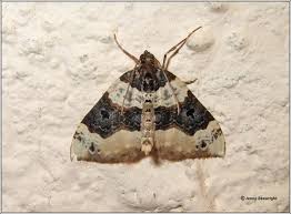 Attēlu rezultāti vaicājumam “Cosmorhoe ocellata”