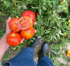 Image result for Tomate
