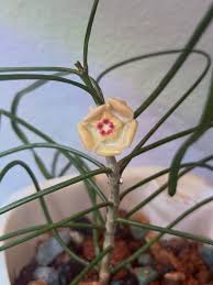 Attēlu rezultāti vaicājumam “Microrrhinum minus flower”