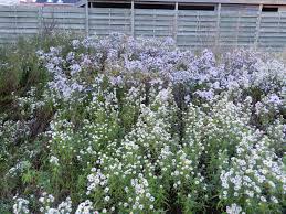 Image result for Aster lanceolatus