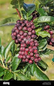 Attēlu rezultāti vaicājumam “Sorbus aucuparia fruit”