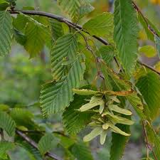Attēlu rezultāti vaicājumam “Carpinus betulus female flower”