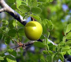 Attēlu rezultāti vaicājumam “Crepis tectorum fruit”