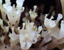 Attēlu rezultāti vaicājumam “Clavicorona pyxidata”