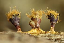 Attēlu rezultāti vaicājumam “Trichia botrytis stalked”