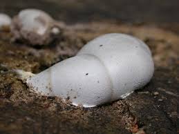 Attēlu rezultāti vaicājumam “Lycogala irregulare”