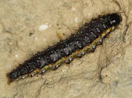 Attēlu rezultāti vaicājumam “Evergestis pallidata”