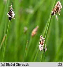 Attēlu rezultāti vaicājumam “Eleocharis uniglumis”