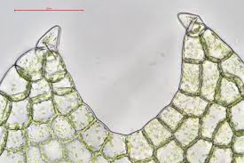 Attēlu rezultāti vaicājumam “Cephalozia connivens”