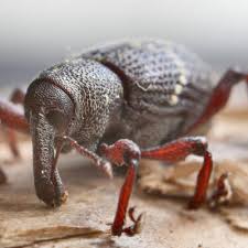 Attēlu rezultāti vaicājumam “Hylobius pinastri”