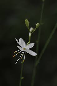 Attēlu rezultāti vaicājumam “Anthericum ramosum”