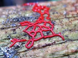 Attēlu rezultāti vaicājumam “Willkommlangea reticulata young”