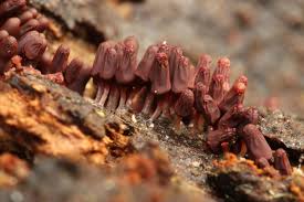 Attēlu rezultāti vaicājumam “Arcyria affinis young”