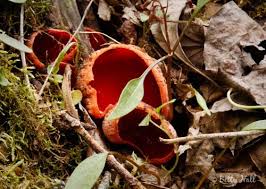 Attēlu rezultāti vaicājumam “Craterium sp.”