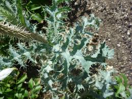 Attēlu rezultāti vaicājumam “Papaver argemone leaf”