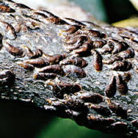 Attēlu rezultāti vaicājumam “Lepidosaphes ulmi imago”