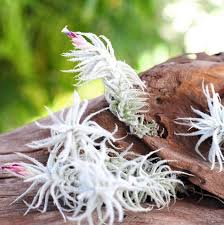 Attēlu rezultāti vaicājumam “Trichiaceae, Hemitrichiaceae, Arcyriaceae”