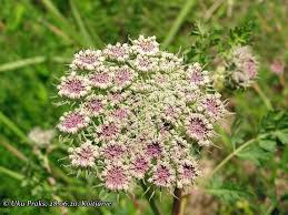 Attēlu rezultāti vaicājumam “Libanotis montana leaf”