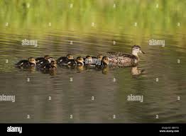 Image result for Anas discors