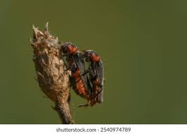 Attēlu rezultāti vaicājumam “Cantharis fusca”