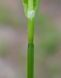 Attēlu rezultāti vaicājumam “Carex lepidocarpa leaf”
