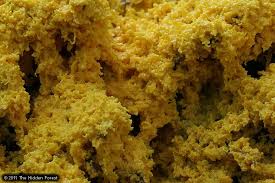 Attēlu rezultāti vaicājumam “Fuligo gyrosa spores”