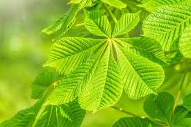 Attēlu rezultāti vaicājumam “Aesculus hippocastanum leaf”