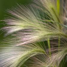 Attēlu rezultāti vaicājumam “Hordeum jubatum”