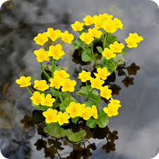 Attēlu rezultāti vaicājumam “Caltha palustris flower”
