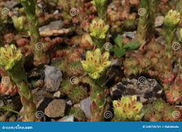 Attēlu rezultāti vaicājumam “Jovibarba globifera bud”
