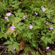 Attēlu rezultāti vaicājumam “Geranium robertianum leaf”