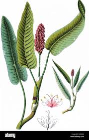 Attēlu rezultāti vaicājumam “Polygonum amphibium”