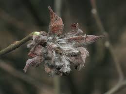 Attēlu rezultāti vaicājumam “Rhabdophaga rosaria”