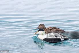 Attēlu rezultāti vaicājumam “Somateria mollissima”