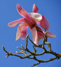 Attēlu rezultāti vaicājumam “Magnolia cylindrica flower”