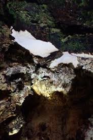 Attēlu rezultāti vaicājumam “Perenniporia medulla-panis”