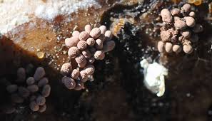 Attēlu rezultāti vaicājumam “Arcyria minuta macro”