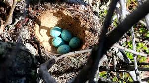 Attēlu rezultāti vaicājumam “Turdus philomelos nest”