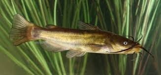 Image result for Ameiurus melas