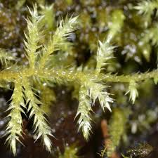 Attēlu rezultāti vaicājumam “Brachythecium campestre”