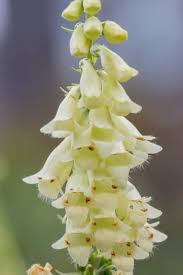 Image result for Digitalis lutea