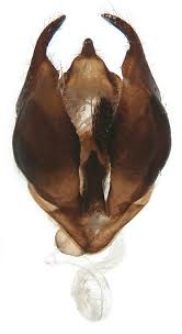 Attēlu rezultāti vaicājumam “Parasemia plantaginis male”